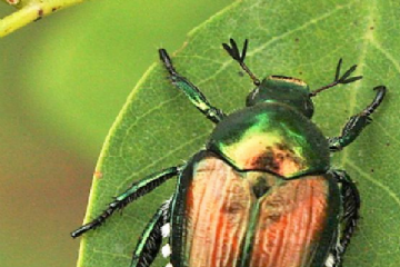 Coleottero scarabeide del Giappone - Popillia japponica